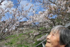 介護老人福祉施設 サンライズ北九州｜2026.04.22 お花見🌸🌸